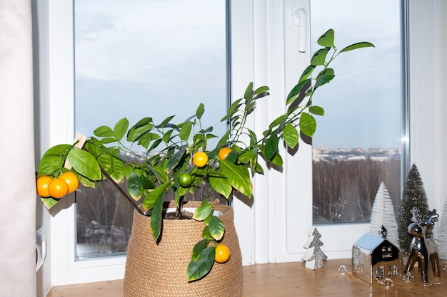 Rijp oranje fruit op een calamondinboom in de winter. Kerstversiering van het raam.