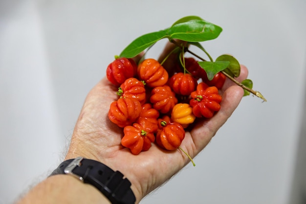 Rijp pitangafruit Eugenia uniflora in de hand