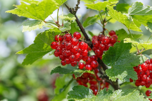 Rijp rode aalbessenclose-up. struik van rode aalbes in een tuin