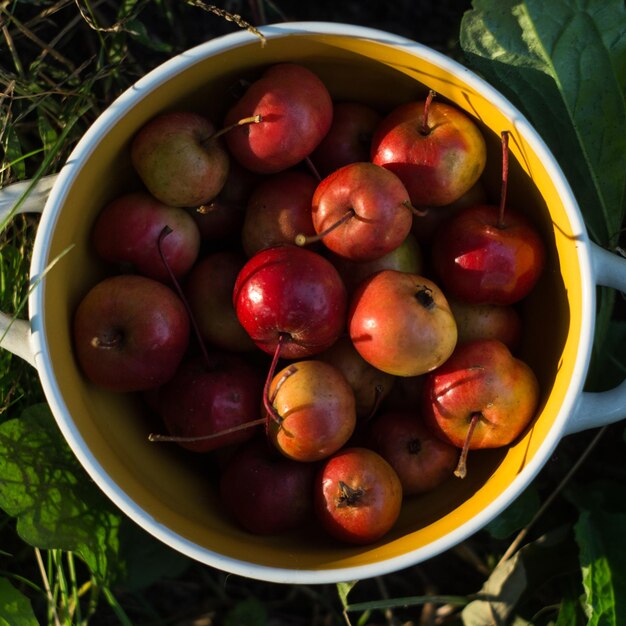 Rijp rood fruit van appelboom met kleine vruchten in een bord