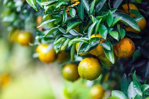 rijp sinaasappelenfruit die op boom in oranje aanplantingstuin hangen