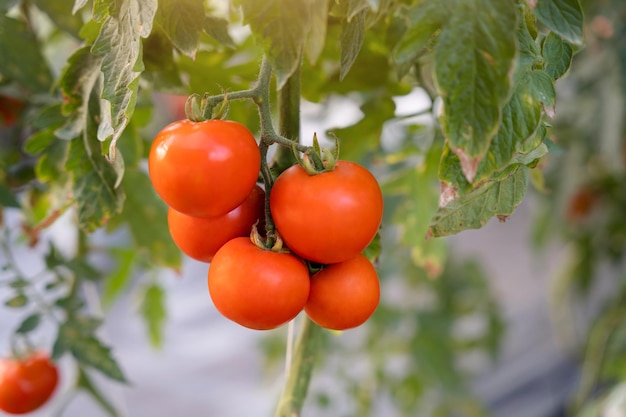 Rijp tomatencluster in kas