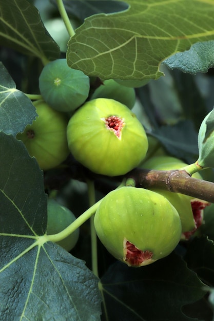 Rijp vijgenfruit op takken close-up