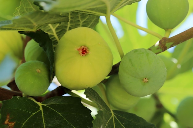 Foto rijp vijgenfruit op takken close-up