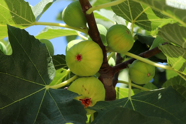 Rijp vijgenfruit op takken close-up