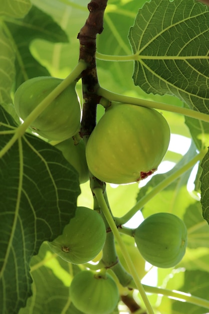 Rijp vijgenfruit op takken close-up