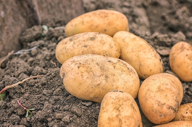 Rijpe aardappelen in de tuin