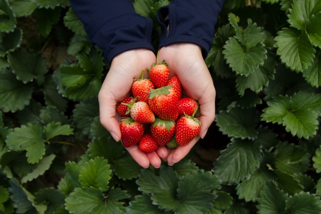 Rijpe aardbei in vrouwenhand