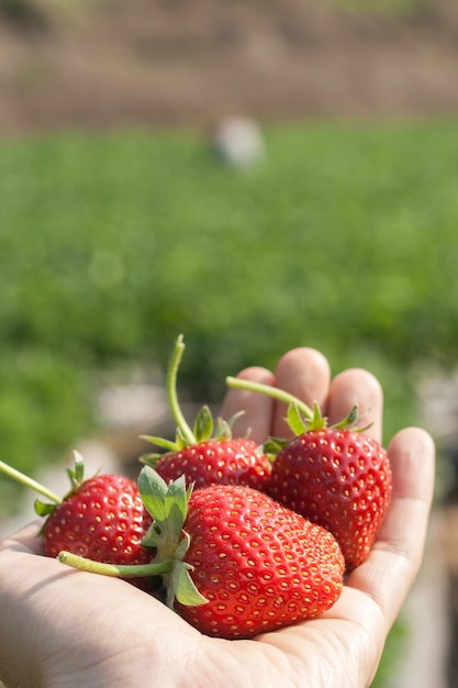 Rijpe aardbeien in de hand.