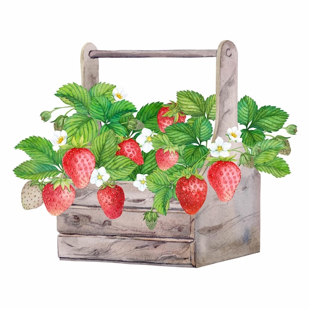 Rijpe aardbeien in houten kist aquarel