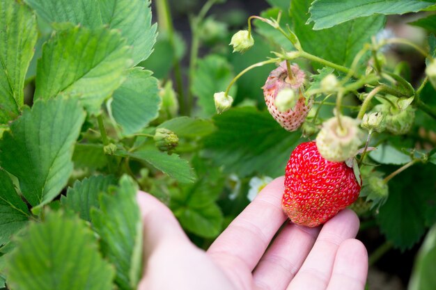 Rijpe aardbeien op een aardbeienplantage in een tuin buiten.