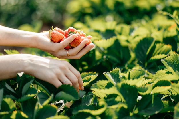 Rijpe aardbeien van eigen bodem in de handen van een jong meisje dat ze net van een bed in de tuin had geplukt