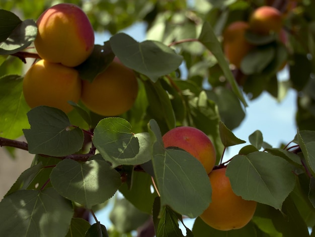 Rijpe abrikozen groeien aan een boom in de tuin Oogst fruit en bessen Sappig en zoet fruit Voedsel voor een vegetariër