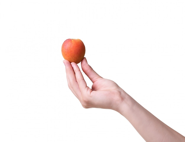 Rijpe abrikozen in een hand op een witte muur