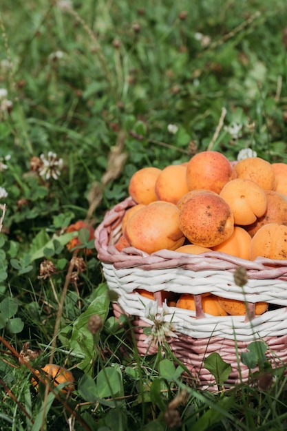 Rijpe abrikozen in mand Vitaminen antioxidanten, vegetarisme