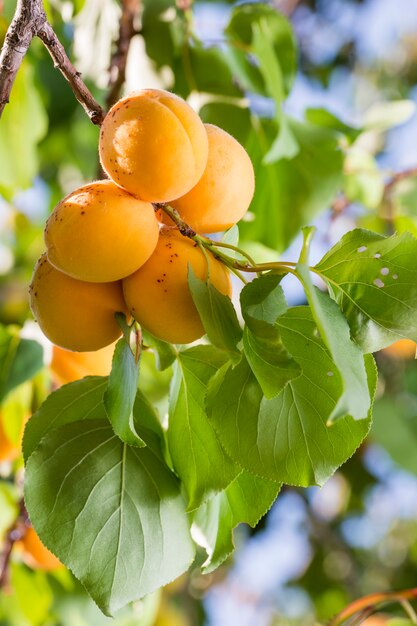 Rijpe abrikozen op een boomtak