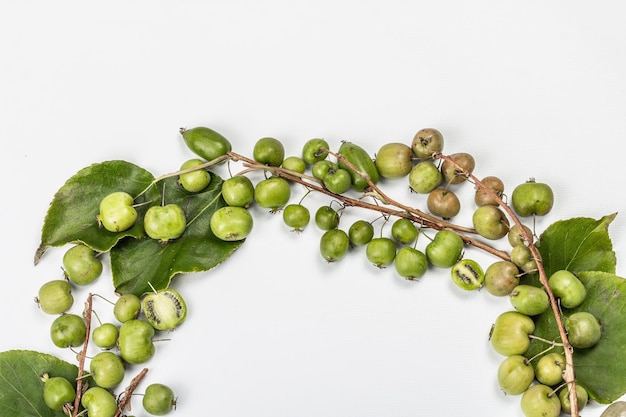 Rijpe Actinidia arguta of kiwi geïsoleerd op een witte achtergrond. Een frame van vers fruit met groene bladeren, mockup, sjabloon