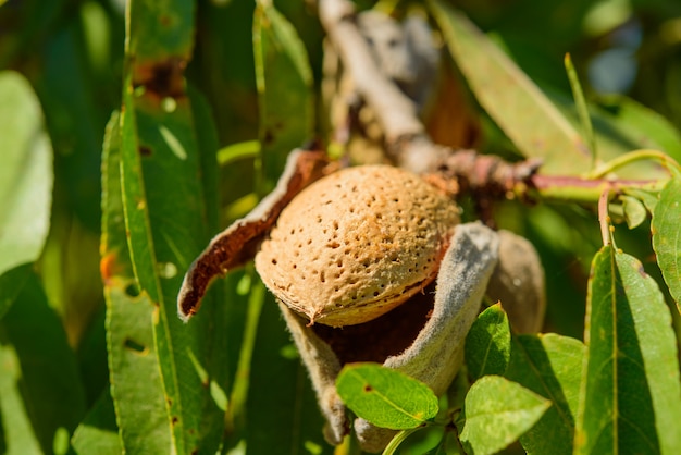 Rijpe amandelen op de boomtak, macro