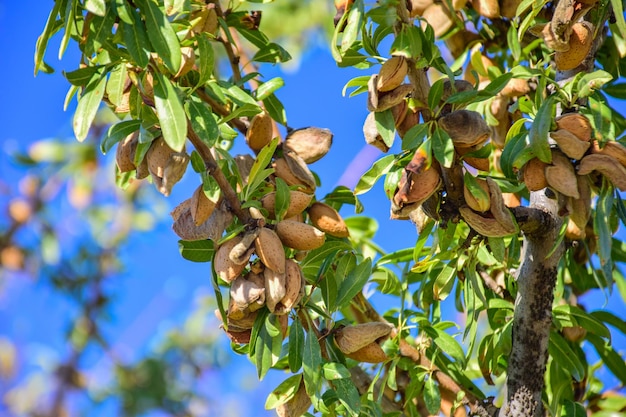 Rijpe amandelnoten op de takken van de amandelboom in de vroege herfst Rijpe amandelen op de boomtakken Guadix Spanje