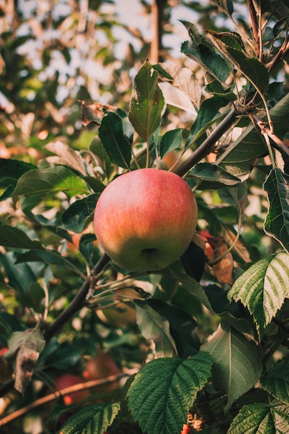 Rijpe appel op de boom in de zomer