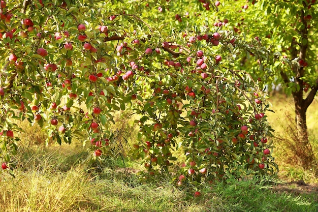 Rijpe appels aan de boom