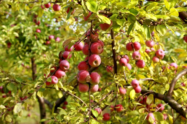 Rijpe appels aan de boom