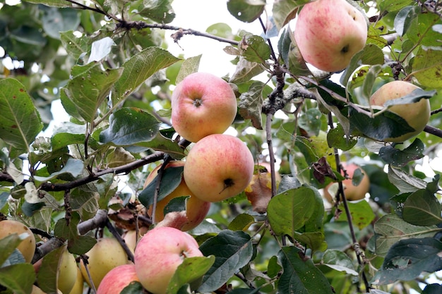 Rijpe appels aan een boom in een tuin in een Wit-Russisch dorp