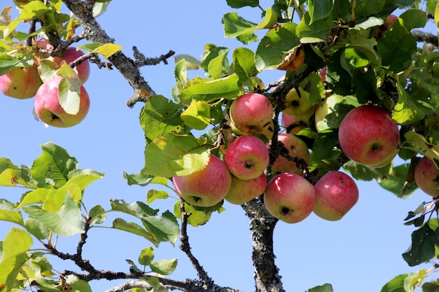 rijpe appels aan een tak, rode appels aan een boom in de tuin