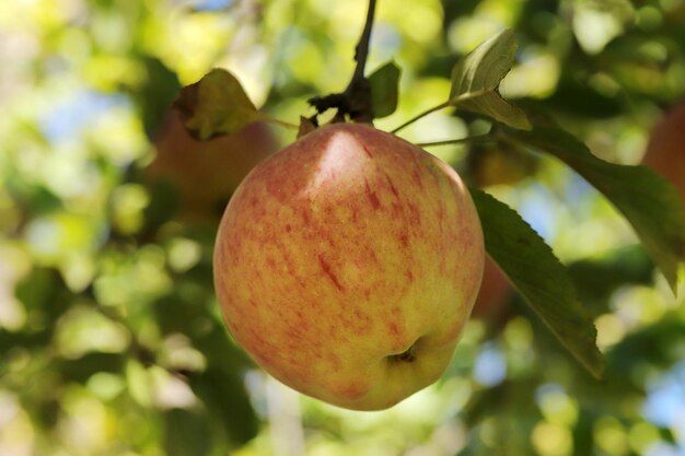 Rijpe appels hangen in een boom