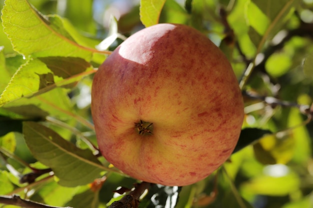 Rijpe appels hangen in een boom