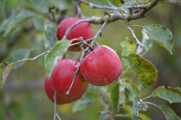 rijpe appels in een boomgaard klaar voor de oogst