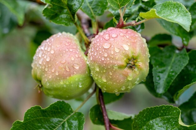 Rijpe appels met regendruppels op de boom Teelt van appels