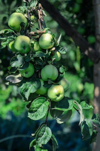 rijpe appels op een appelboomtak