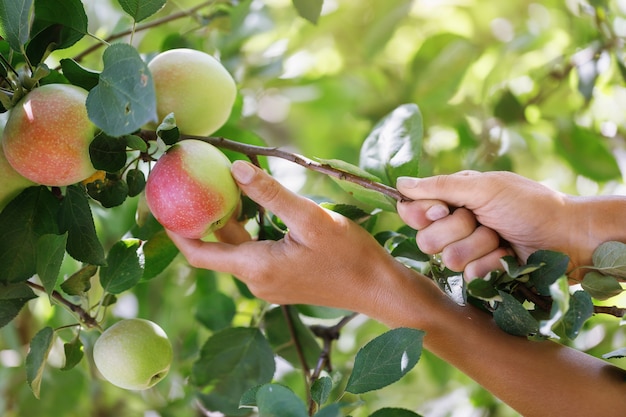 Rijpe appels plukken in de close-up van een huis tuin