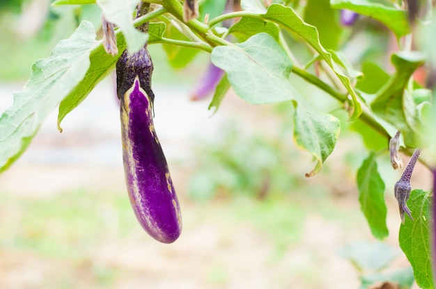 Rijpe aubergine paars op boom in een tuin