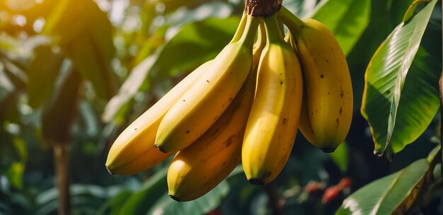 rijpe bananen die in de natuur groeien