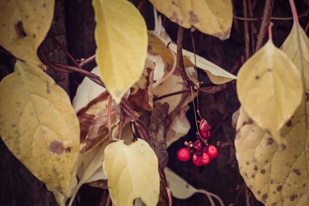 Rijpe bessen in de herfst