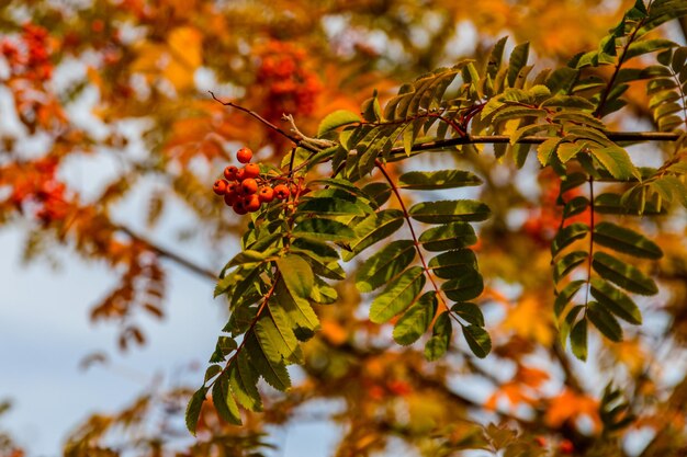 Rijpe bessen op een lijsterbes in de herfst