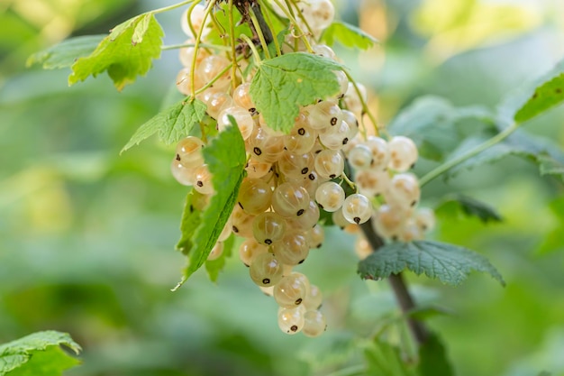 Rijpe bessen op een tak in een zomertuin Gezond plantaardig voedsel rijk aan vitamines en antioxidanten Tuinieren