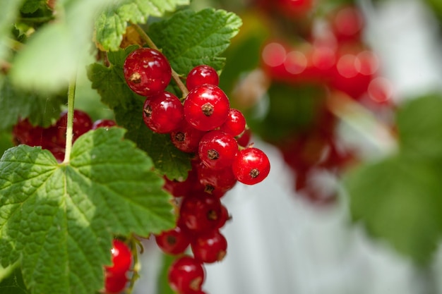 Rijpe bessen van een bes op een groene struik seizoensgebonden vitamines