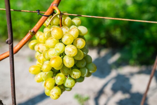 Rijpe bessen van groene druiven groeien op tak in wijngaard