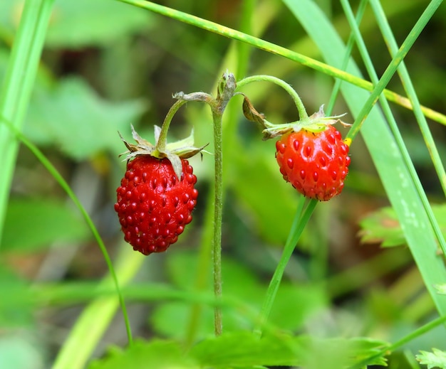 Rijpe bessen van wilde aardbeienmacro