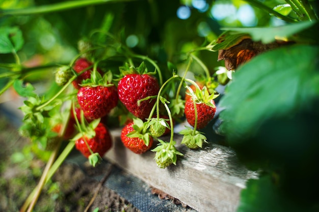 Rijpe biologische aardbeienstruik in de tuin close-up Een oogst van natuurlijke aardbeien laten groeien