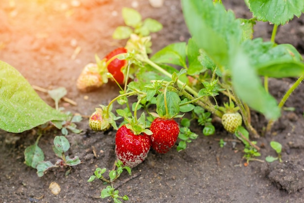 Rijpe biologische aardbeienstruik in de tuin close-up Een oogst van natuurlijke aardbeien laten groeien