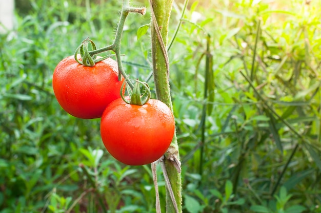 Rijpe biologische tomaten in de tuin klaar om te oogsten