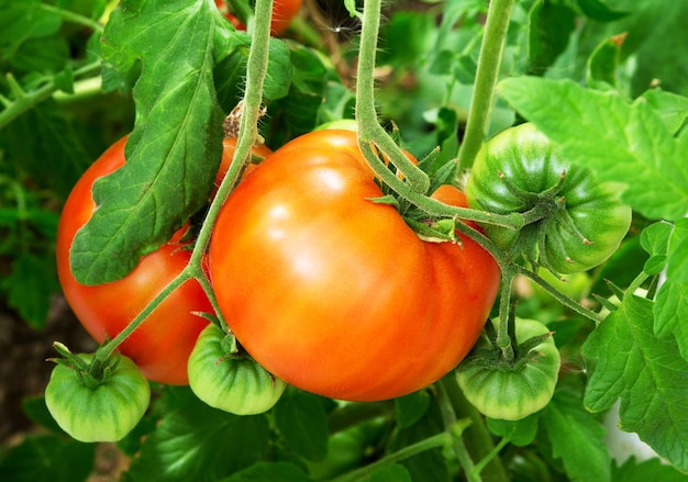 Rijpe biologische tomatenplant groeit in de tuin.