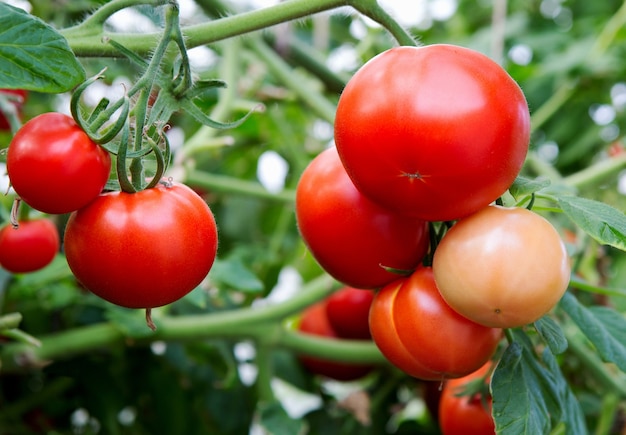 Rijpe biologische tomatenplant groeit in kas. Wazige achtergrond.