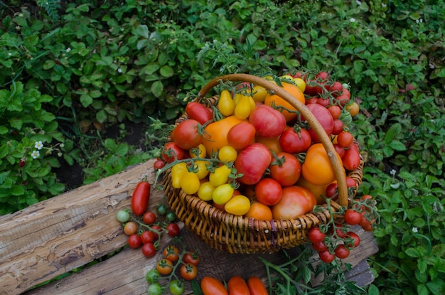 Rijpe biologische tuintomaten klaar om op een zonnige dag in het veld te worden geplukt Verse biologische tomaten oogsten in de tuin Terug naar de natuurlandbouw