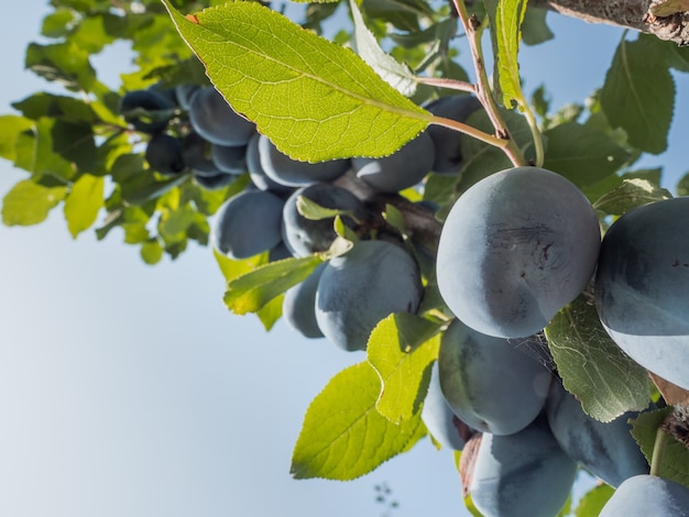 Rijpe blauwe pruimen op een tak in de tuin. Herfst oogst.