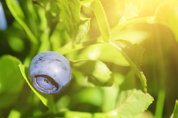 Rijpe bosbessen in de natuur